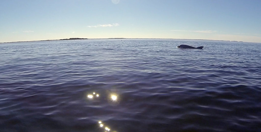 bottlenose dolphin crystal river guided kayak tour