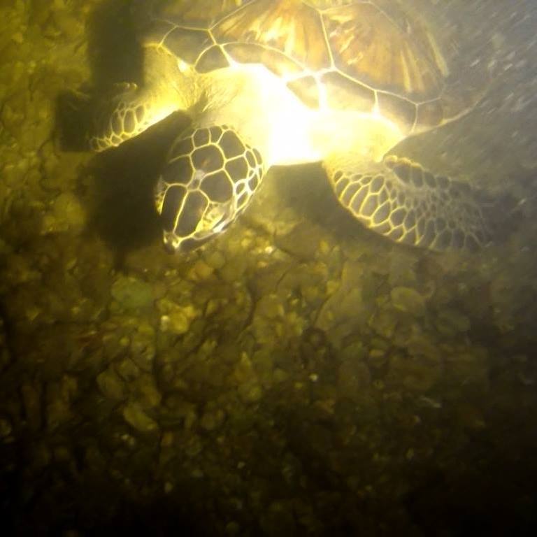 green sea turtle off mullet key florida during a night tour