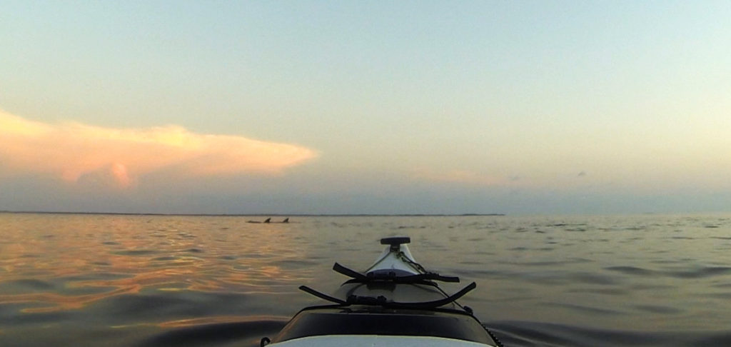 crossing paths paddling with a pair of dolphin