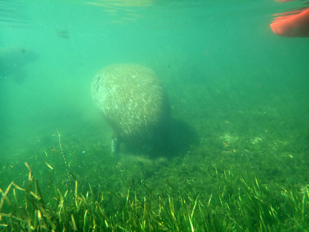 kayaking with manatee in crystal river