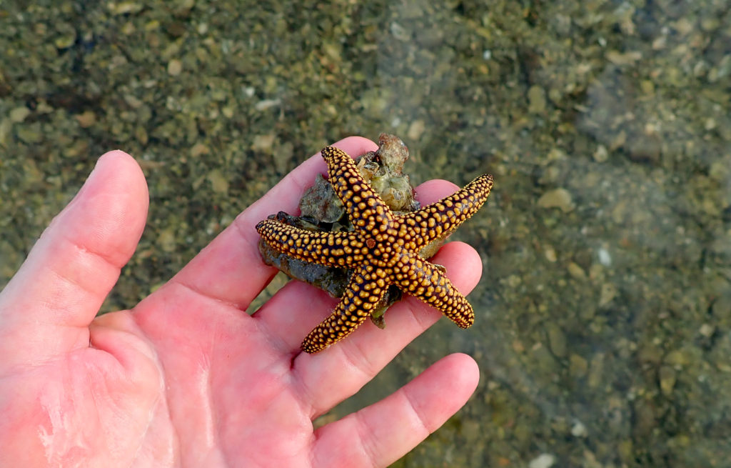 brown spiny sea star seen on an afternoon kayak trip
