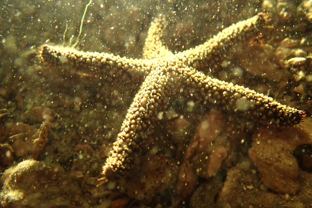brown sea star i saw on a night kayak paddle in the gulf of mexico